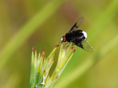 Ogcodocera leucoprocta
