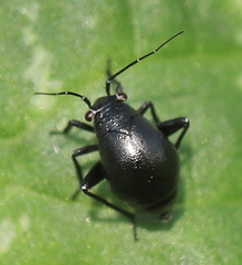 Halticini