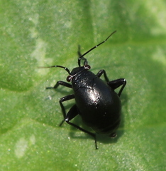 Halticini