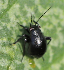 Halticini