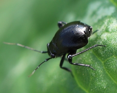 Halticini