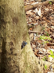 Kaniska canace nojaponicum