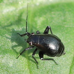 Halticini