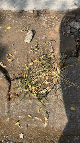Goose Grass
