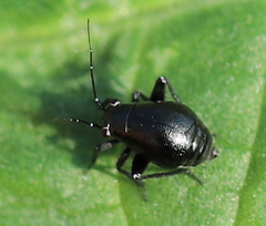 Halticini