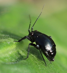 Halticini