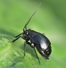 Halticini