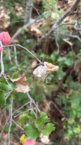 iNaturalist observation photo of Heteroecus