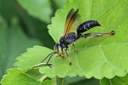 Tachytes guatemalensis photo 5