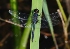 Celithemis verna