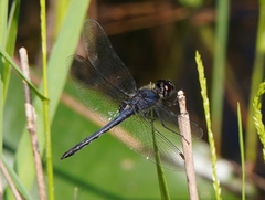 Celithemis verna