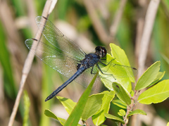 Celithemis verna