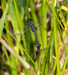 Celithemis verna