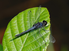 Celithemis verna