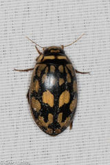Thermonectus marmoratus