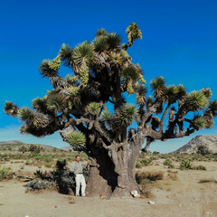 Yucca decipiens