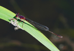 Enallagma dubium