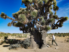 Yucca decipiens