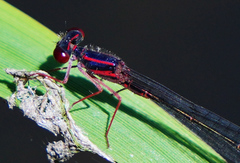 Enallagma dubium