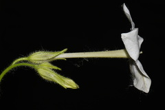 Nicotiana quadrivalvis, photograph (c) Brian Finzel, some rights reserved (CC BY-SA)