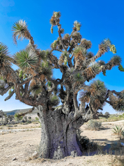 Yucca decipiens