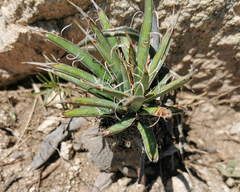 Yucca decipiens