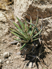 Yucca decipiens