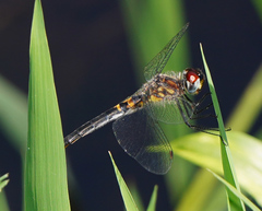 Celithemis verna