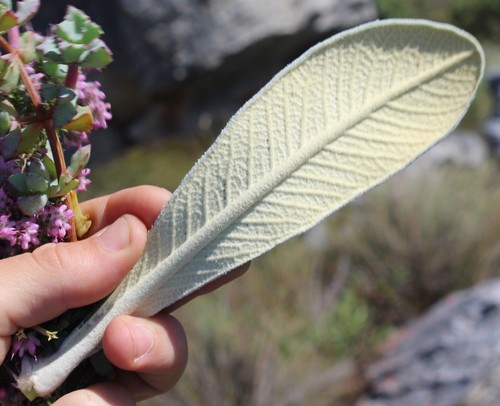 Image of Oldenburgia papionum by (c) Brian du Preez, some rights reserved (CC BY-SA)