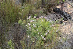 Serruria pedunculata