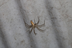 Euprosthenops