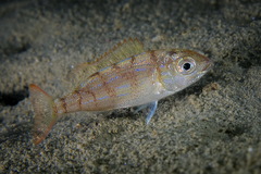 Pagellus erythrinus