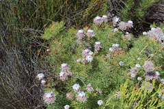 Serruria pedunculata