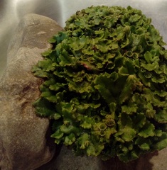 Marchantia polymorpha ruderalis