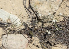 Lachnaea globulifera globulifera