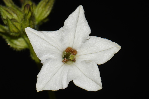 Nicotiana quadrivalvis
