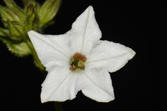 Nicotiana quadrivalvis