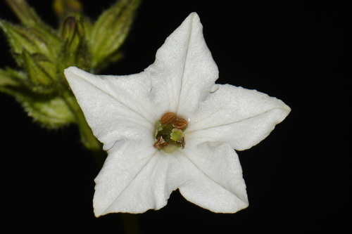 Nicotiana quadrivalvis, photograph 1