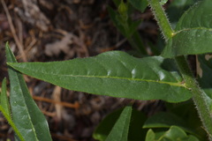 (c) Brian Finzel, some rights reserved (CC BY-SA) Nicotiana quadrivalvis, photograph (c) Brian Finzel, some rights reserved (CC BY-SA)