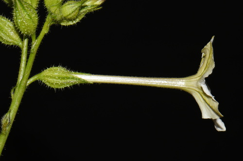 Nicotiana quadrivalvis, photograph 2