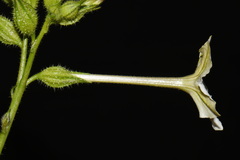 (c) Brian Finzel, some rights reserved (CC BY-SA) Nicotiana quadrivalvis, photograph (c) Brian Finzel, some rights reserved (CC BY-SA)