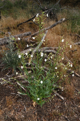 Nicotiana quadrivalvis, photograph 4