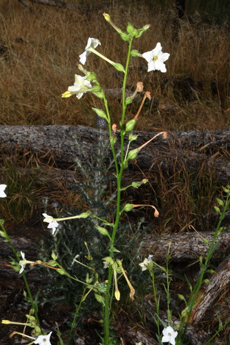 Nicotiana quadrivalvis, photograph 5