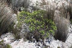 Aspalathus cytisoides