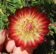 Protea nana
