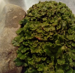 Marchantia polymorpha ruderalis