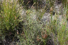 Aspalathus leptocoma