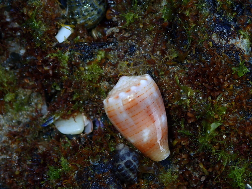 Conus miliaris observed 2026-08-08