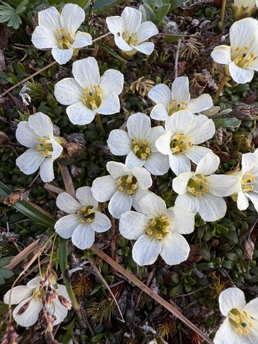 Diapensia obovata, photograph 5