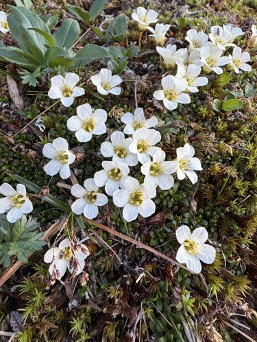 Diapensia obovata, photograph 6